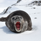 Illustration for article titled How elephant seals use bioluminescence to hunt in the dark